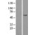 Western Blot: AKT3 Lysate [NBL1-07443] - Western Blot experiments. 
Left-Control; Right -Over-expression Lysate for AKT3